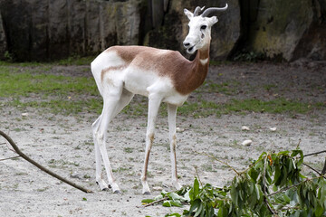 Dama Gazelle, Gazella Dama Dama, is a relatively large slim antelope