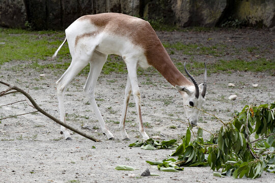 Dama Gazelle, Gazella Dama Dama, is a relatively large slim antelope