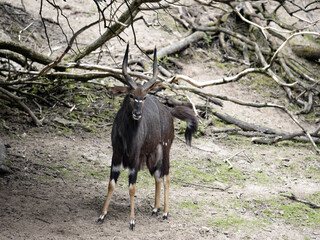 Male Lowland Nyala, Tragelaphus Angasia, is otherwise colored than females