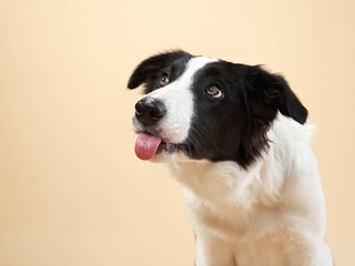 the dog licks her lips, stuck out her tongue. Border Collie puppy. funny pet in studio