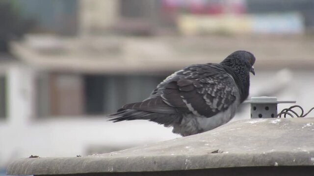 a pigeon defecating and scratching its back