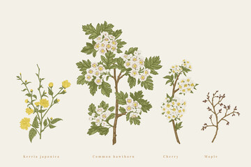 Set with branches of garden trees.