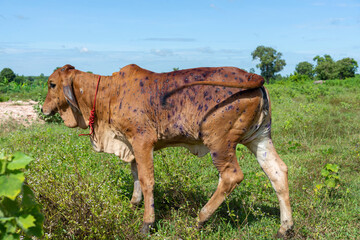 Cow close up suffering from Lumpy skin disease on mouth and body.