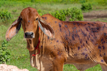 Cow close up suffering from Lumpy skin disease on mouth and body.