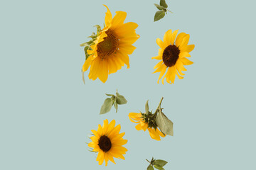 Creative arrangement with spring or summer sunflowers against pastel background. Minimal nature...