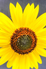 Ripe gold yellow summer sunflower flower Helianthus annuus  petals with dark seed pod center isolated on a black background