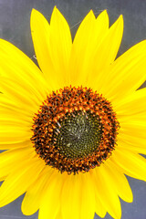Naklejka premium Ripe gold yellow summer sunflower flower Helianthus annuus petals with dark seed pod center isolated on a black background