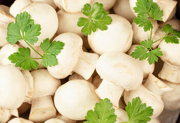 background of fresh champignons and parsley