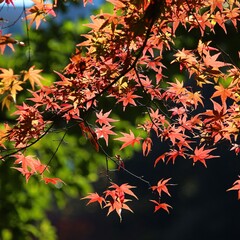 Tokyo autumn