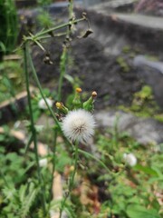 dandelion head