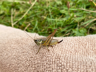 Green grasshopper or common grasshopper Tettigonia viridissima close up