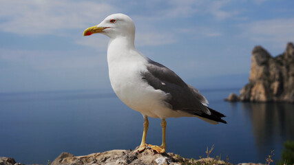 Funny seagull bird standing on the seashore close up. Looking at the camera, opening the beak