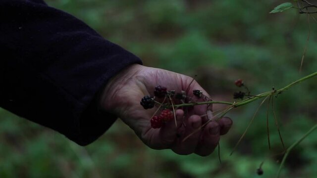 Defocus old female hand touching blackberries by hands on a bush. Ecological berries in the autumn forest. Healthy food. Blackberry, harvesting. Out of focus