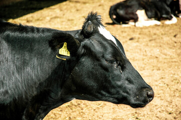 black and white spotted cows in the livestock farm