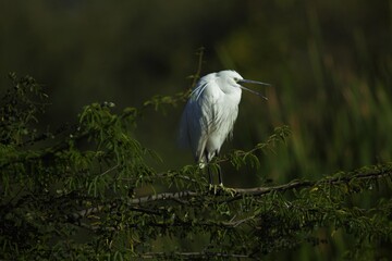 great white  heron