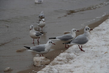 seagulls on the beach in the winter