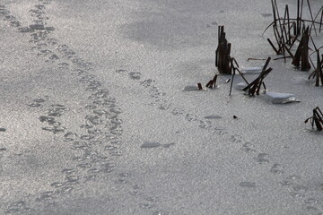 traces of a bird in the snow