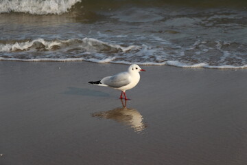 seagull on the beach