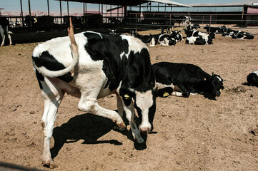 black and white spotted cows in the livestock farm