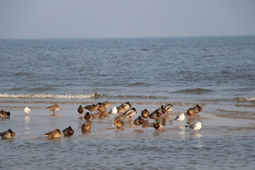 Naklejka premium Seagulls and Ducks on the Beach