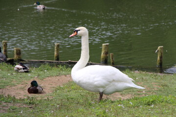 swans