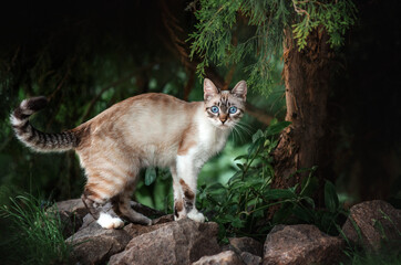Fototapeta na wymiar beautiful blue-eyed cat magic light lovely pet portrait in nature 