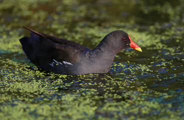 Young and adult The common moorhen (Gallinula chloropus) is shot close-up in soft morning light. The identification signs of the bird are clearly visible.