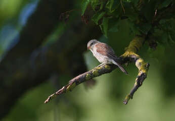 A young red-backed shrike (Lanius collurio) sits in the shade on a thick branch of a tree, waiting for prey. Close-up detailed photo