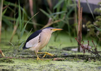 An adult male and a young Little Bittern are photographed in close-up while preparing and hunting frogs in the pond.
