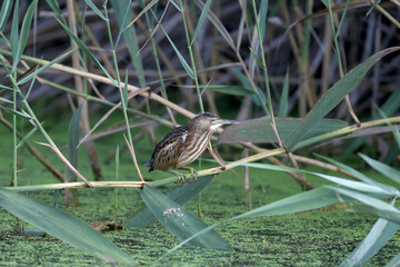 An adult male and a young Little Bittern are photographed in close-up while preparing and hunting frogs in the pond.