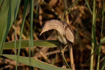 An adult female Little Bittern was shot in an unusual pose with a bizarrely arched neck in the morning light