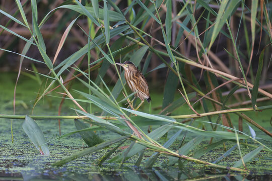 An adult male and a young Little Bittern are photographed in close-up while preparing and hunting frogs in the pond.