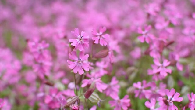 Silene dioica or Melandrium rubrum close-up. A background of delicate pink garden flowers sways in the wind. Top view of a flower bed with delicate summer flowers. Low depth of field, strong movement