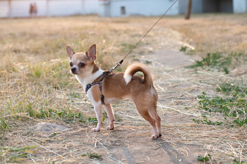 Chihuahua dog for a walk in sunny weather. A small puppy on a leash is walking along the trail.