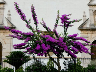 pink blühende Bougainvillea