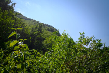 Fototapeta na wymiar Panorama lungo il sentiero delle cascate del Fosso di Teria a Secchiano nelle Marche