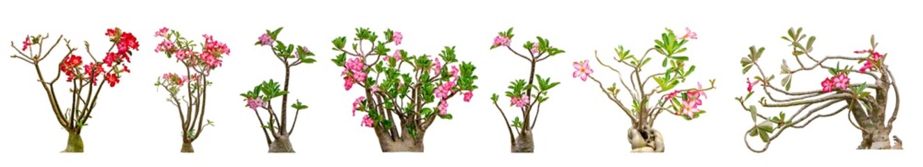 Adenium obesum flower collections isolated on white background. File contains with clipping path so easy to work.