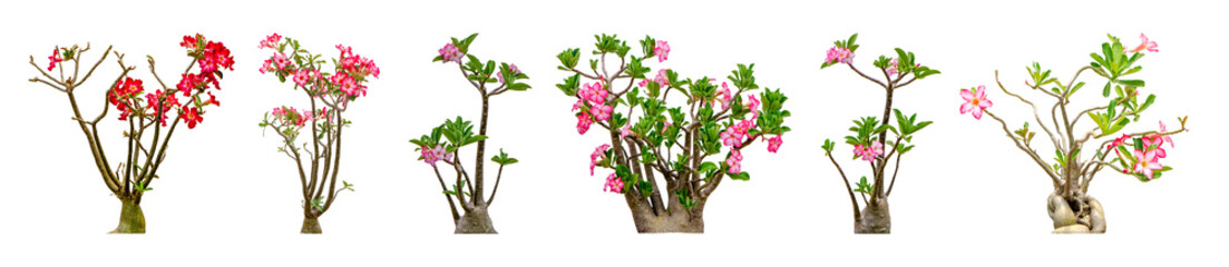 Adenium obesum flower collections isolated on white background. File contains with clipping path so easy to work.