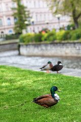 Wild ducks in the city