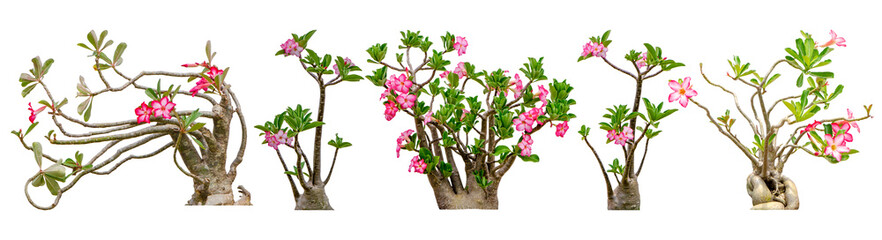 Adenium obesum flower collections isolated on white background. File contains with clipping path so easy to work.
