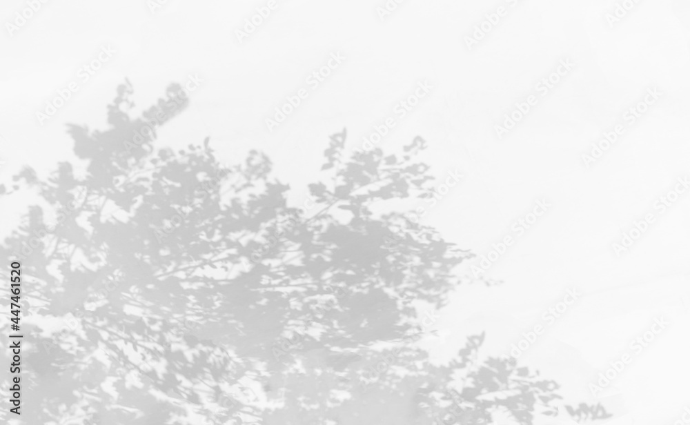 Poster tree shadow with leaves, leaf, tree branch and light shadow on white wall background. shadow overlay