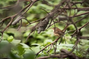 Wild female Fairy Wren perched on tree branch in Australian 