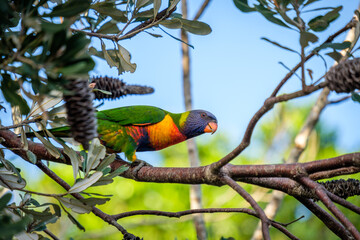 Wild Rainbow Lorikeet eating on tree brand