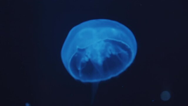 Closeup shot of beautiful blue jellyfish floating with closed bell underwater leaving behind sting moving upward in aquarium