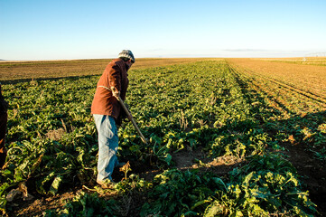 farmer tending the field