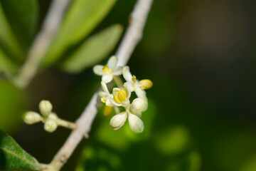 Common olive