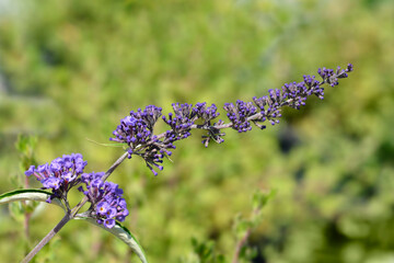 Summer lilac Nanho Blue