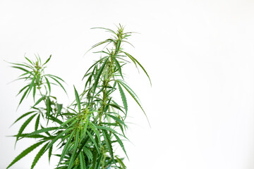 Leaves Cannabis Plant Isolated on White Background with copy space