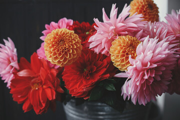 Autumn flowers bouquet. Beautiful pink, red, orange dahlias and asters flowers in metal bucket on on dark background. Autumn season in countryside. Fresh colorful dahlias in rural room