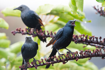 Red winged Starlings during breakfast time